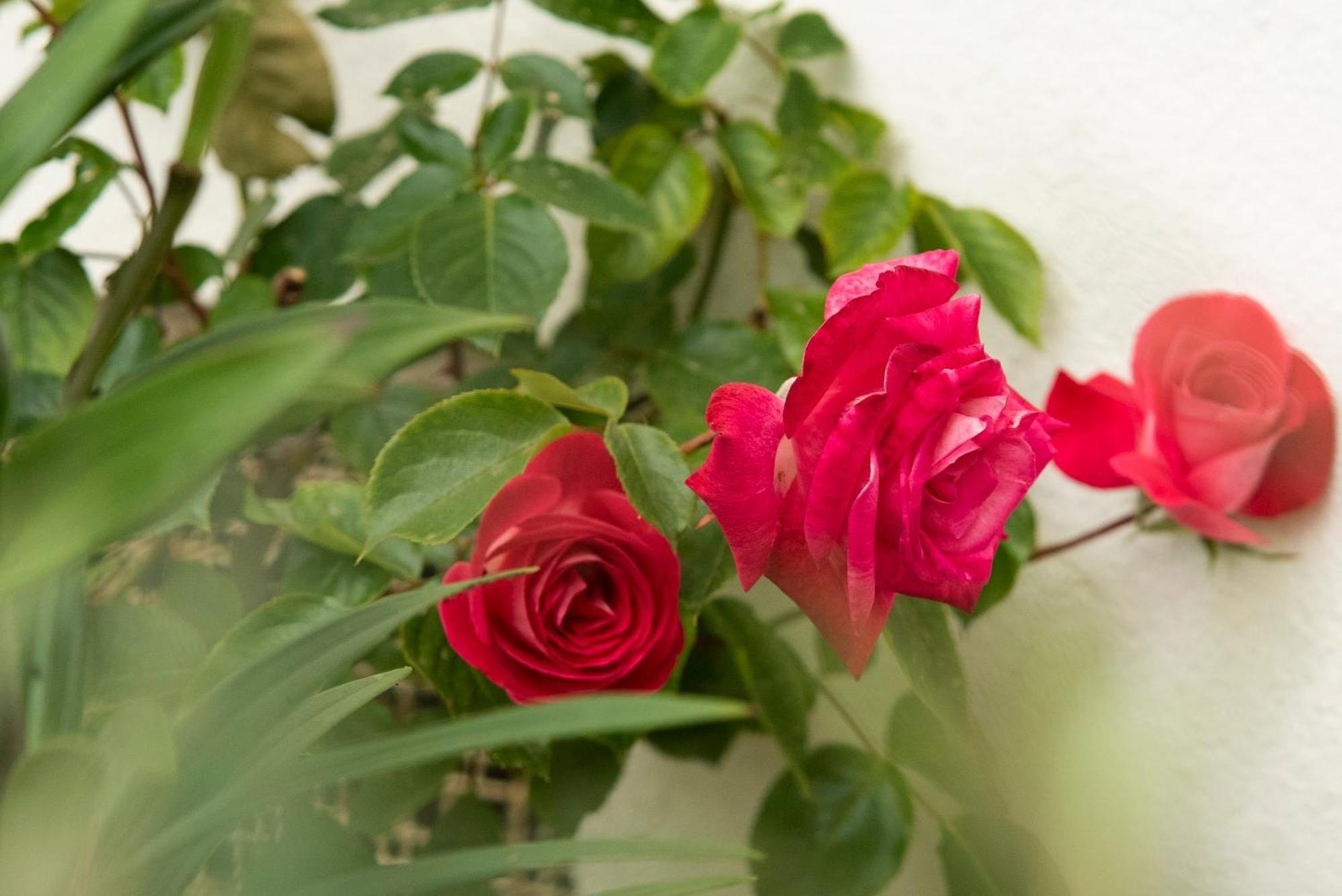 Growth House Bed and Breakfast Porto Eksteriør billede
